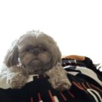 Trent Lima Ohio Sophie