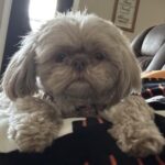 ie Lima Mae Trent Lima Ohio Sophie